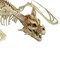 Pterosaur Skeleton Plastic Hanging Halloween Decoration 35 1/4 x 11 3/4